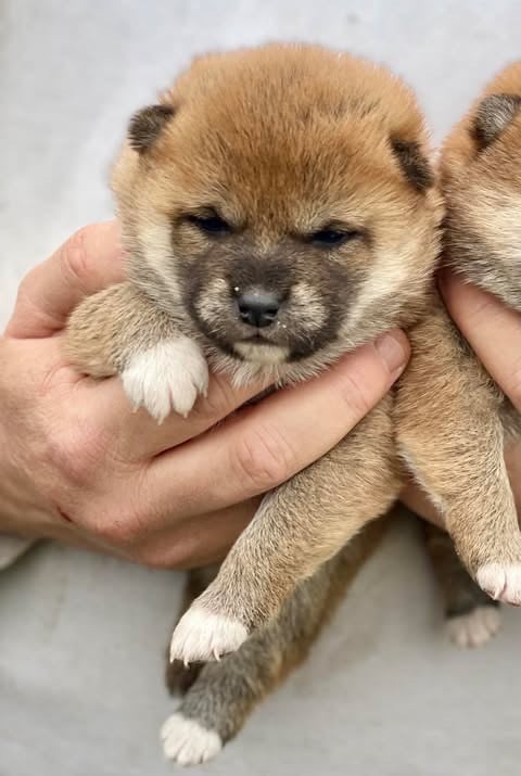 Hoxakam - Chiots disponibles - Shiba