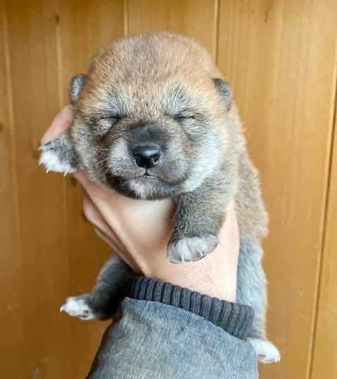 Hoxakam - Chiots disponibles - Shiba