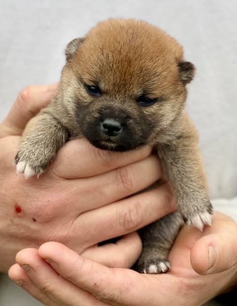 Hoxakam - Chiots disponibles - Shiba