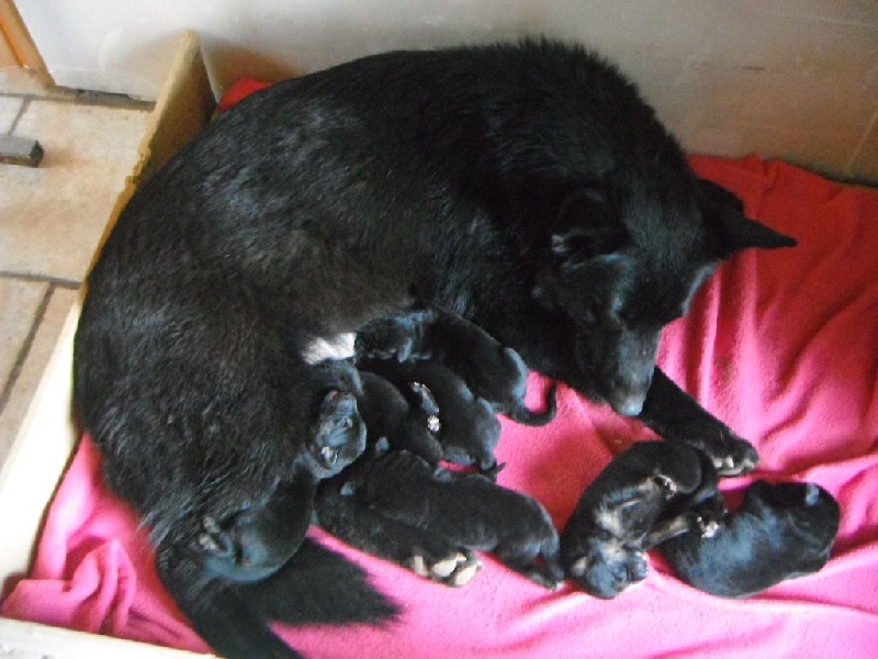 Chiot Berger Allemand Des Quatre Lunes