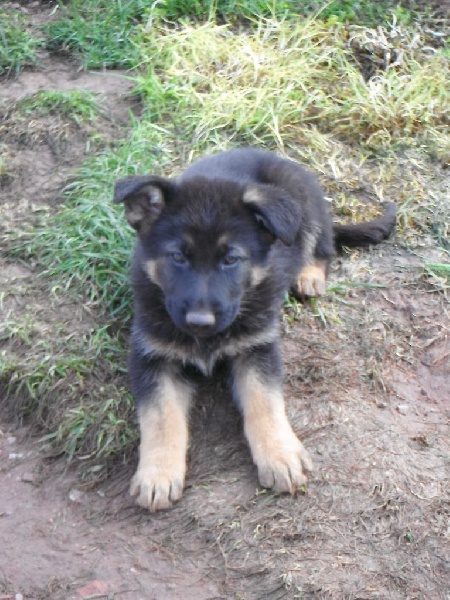 Des Quatre Lunes - Chiots disponibles - Berger Allemand