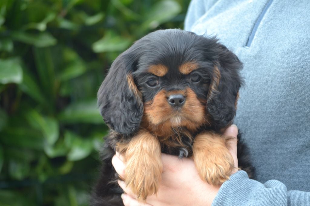 Shine Ever - Cavalier King Charles Spaniel - Portée née le 07/02/2022