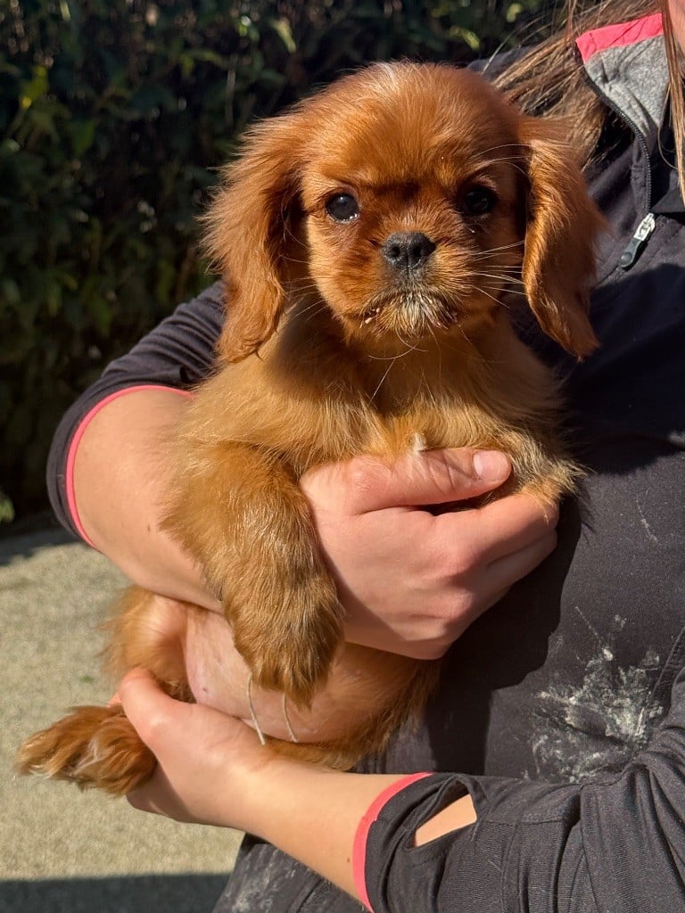 Shine Ever - Chiots disponibles - Cavalier King Charles Spaniel