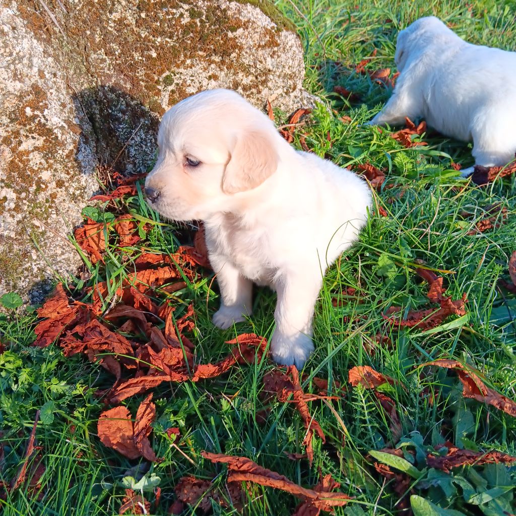 Du prieur de la roche - Chiots disponibles - Golden Retriever