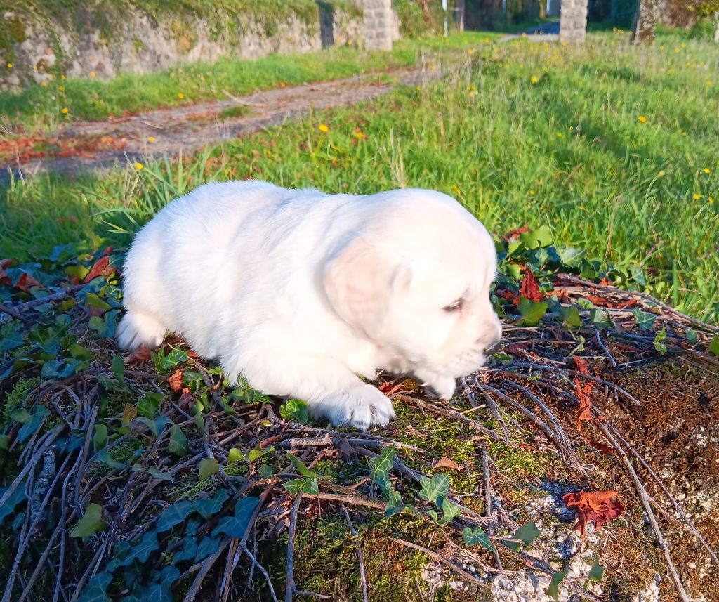 Du prieur de la roche - Chiots disponibles - Golden Retriever