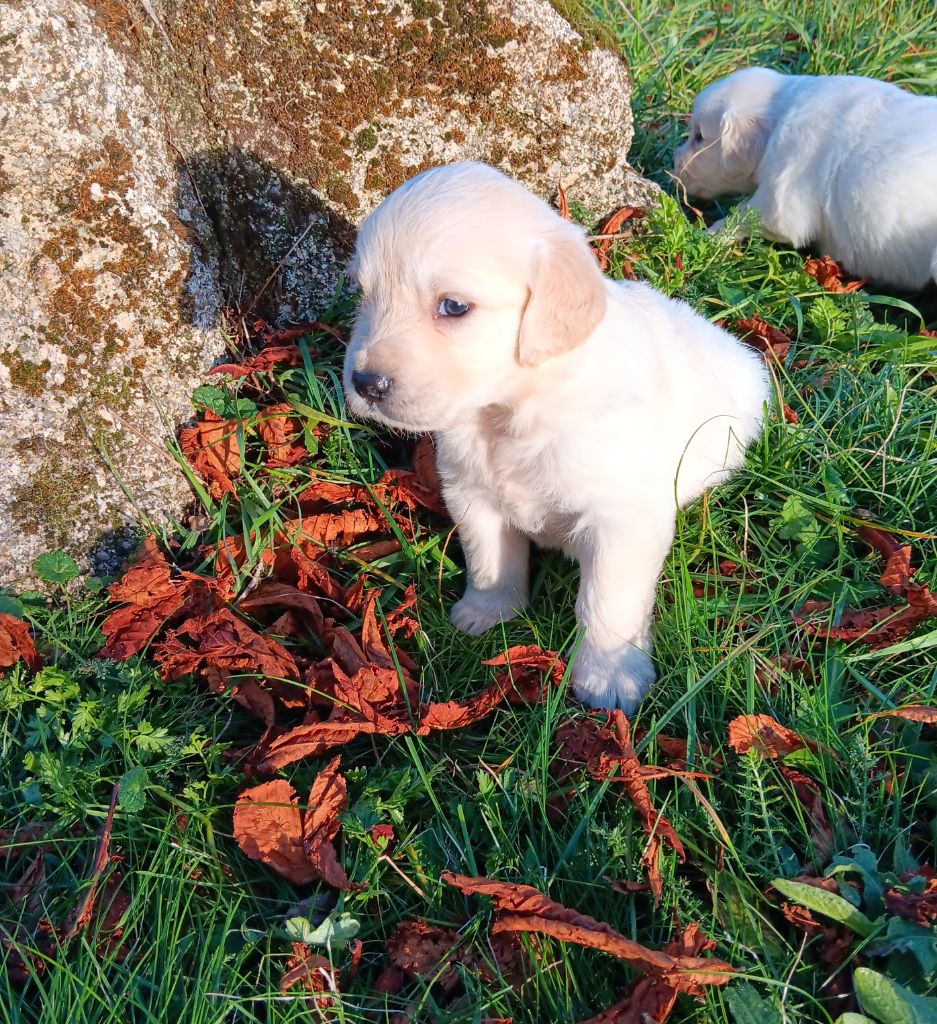 Du prieur de la roche - Chiots disponibles - Golden Retriever