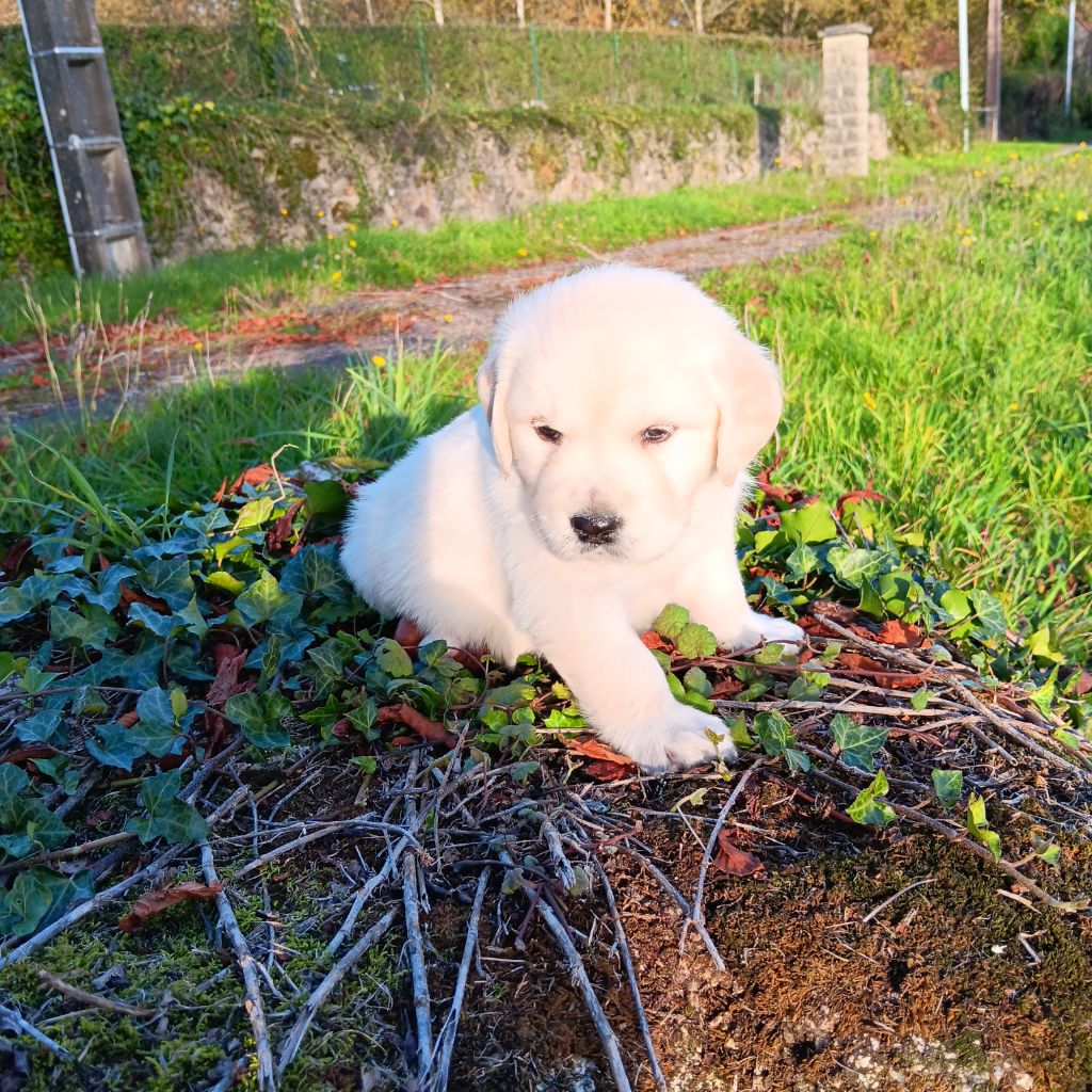 Du prieur de la roche - Chiots disponibles - Golden Retriever