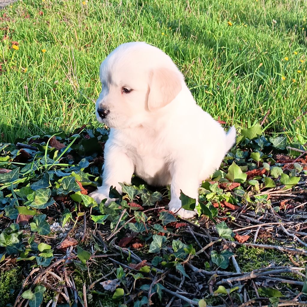 Du prieur de la roche - Chiots disponibles - Golden Retriever