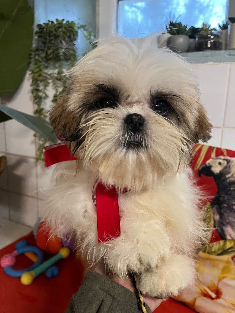 Magnifique chiots shih tzu males