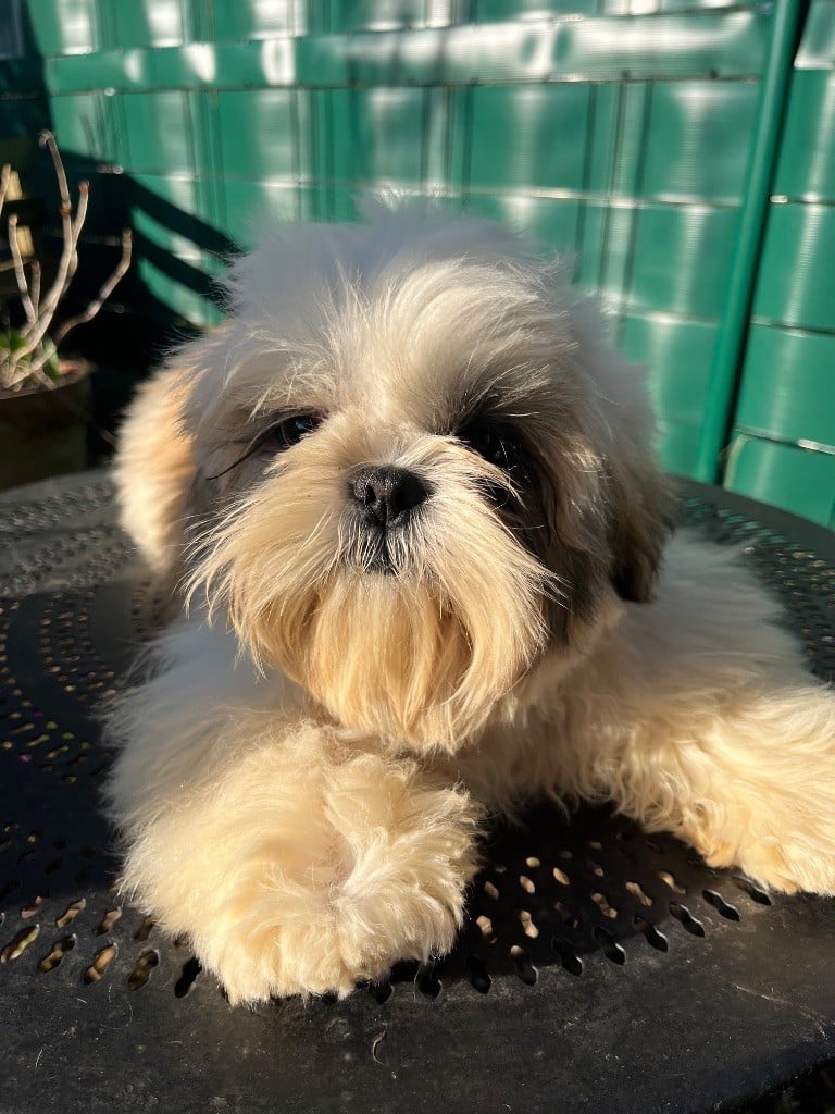 De Pepsie Pep's - Chiots disponibles - Shih Tzu