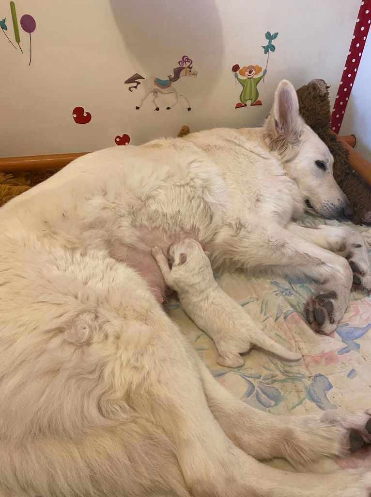 Chiot Berger Blanc Suisse Du Bois Des Sentinelles