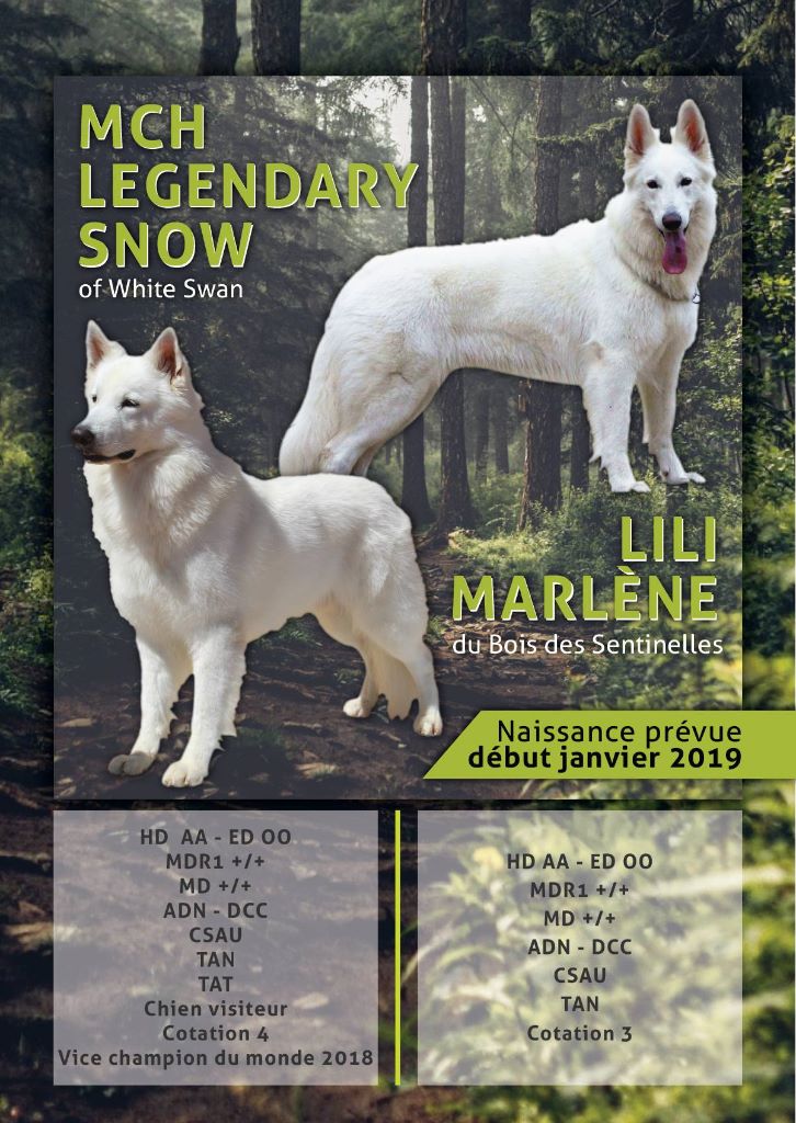 Chiot Berger Blanc Suisse Du Bois Des Sentinelles