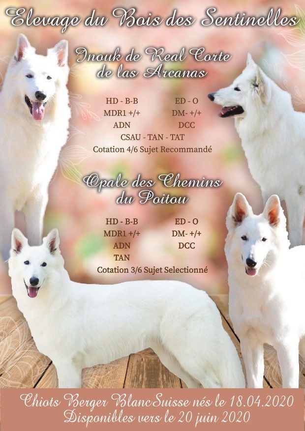 Chiot Berger Blanc Suisse Du Bois Des Sentinelles