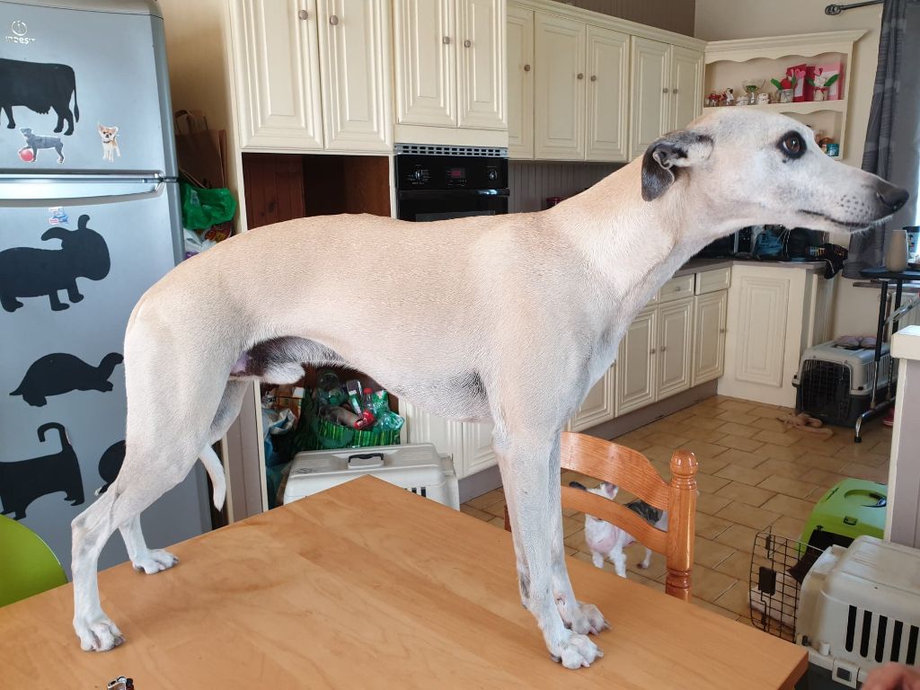 WHIPPET, CHINOIS A CRETE et BARZOI à placer 