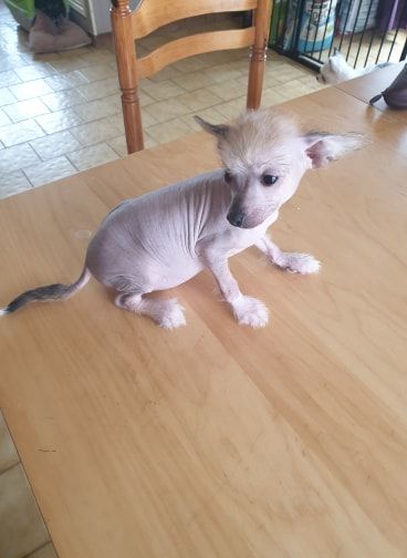 De L'Ile Aux Petits Tresors - WHIPPET, CHINOIS A CRETE et BARZOI à placer 