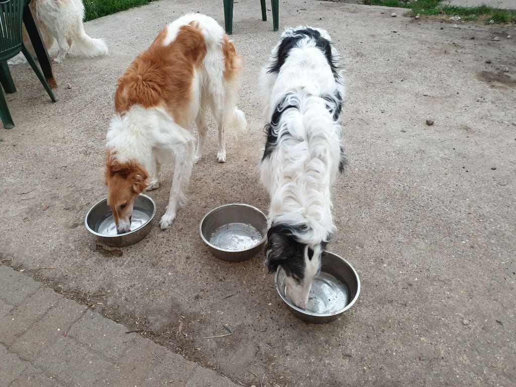 WHIPPET, CHINOIS A CRETE et BARZOI à placer