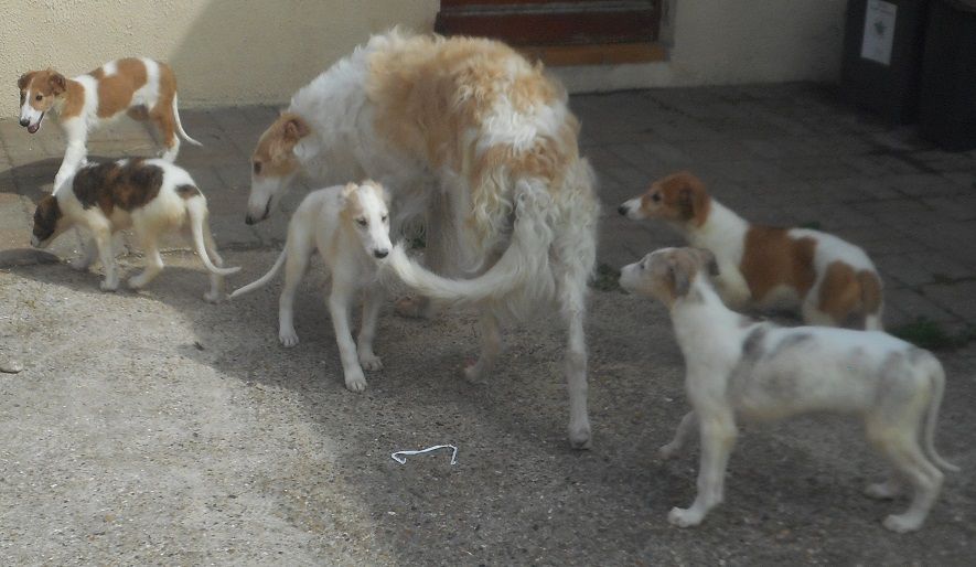 De L'Ile Aux Petits Tresors - Barzoi - Portée née le 21/03/2018