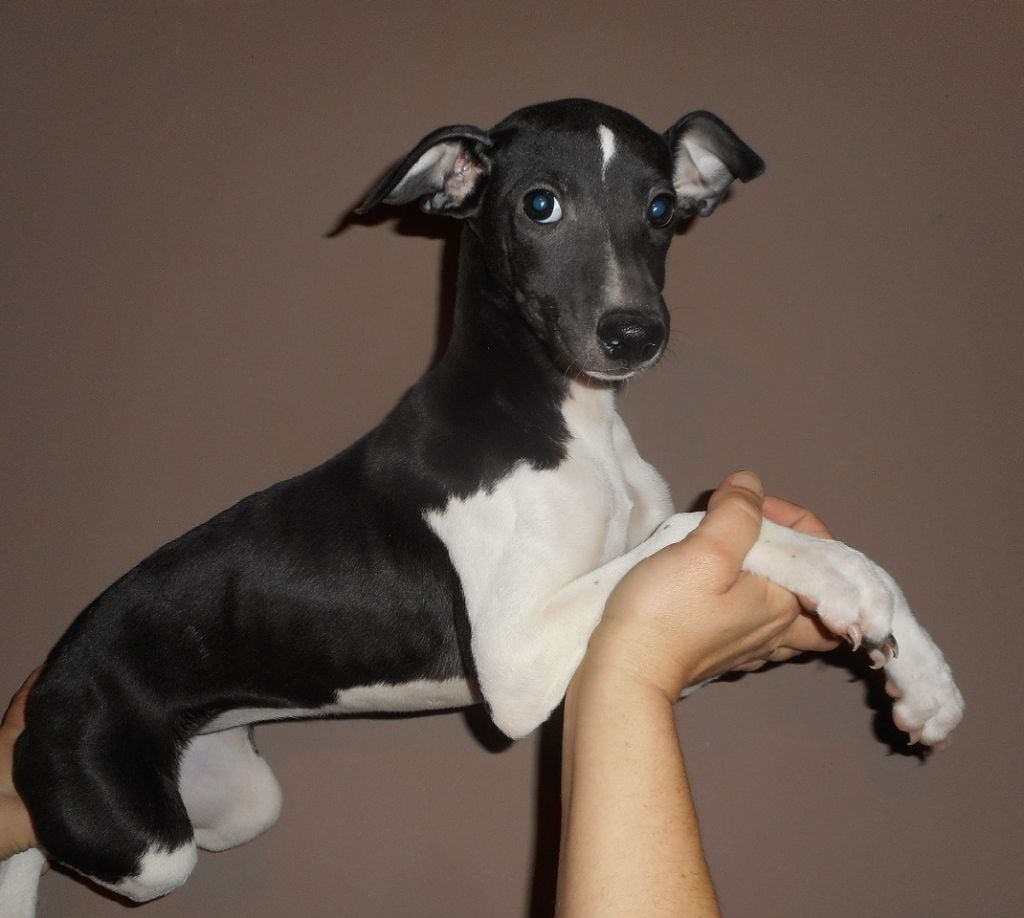 De L'Ile Aux Petits Tresors - Chiots disponibles - Whippet