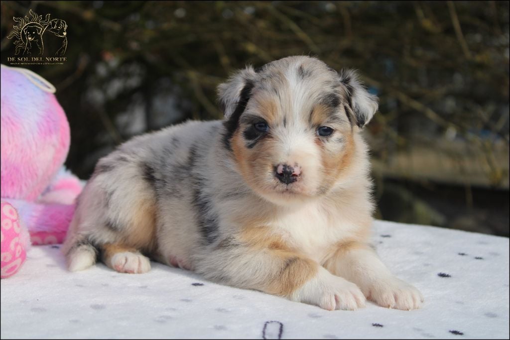 De Sol Del Norte - Chiots disponibles - Berger Australien