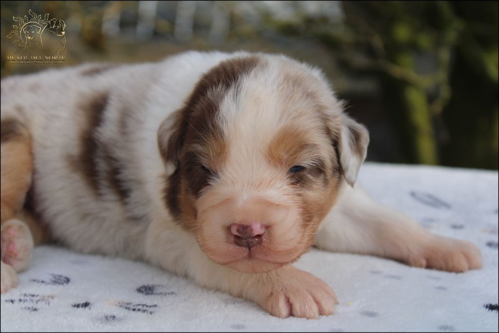 De Sol Del Norte - Chiots disponibles - Berger Australien