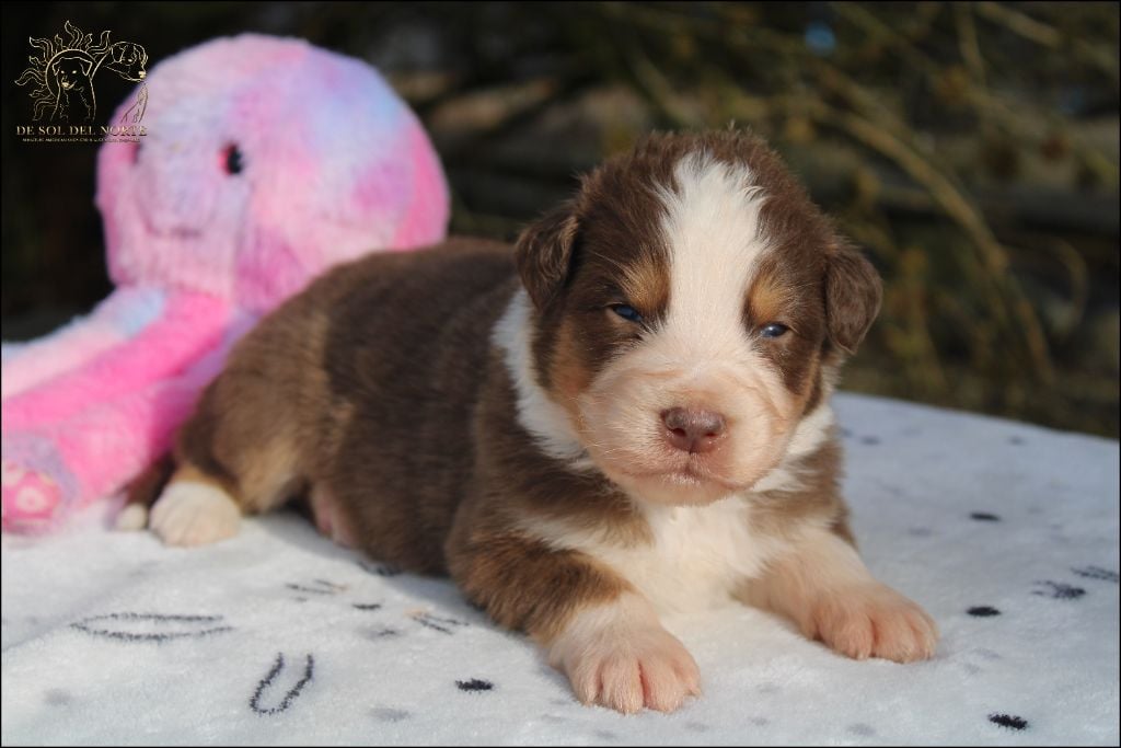 De Sol Del Norte - Chiots disponibles - Berger Australien