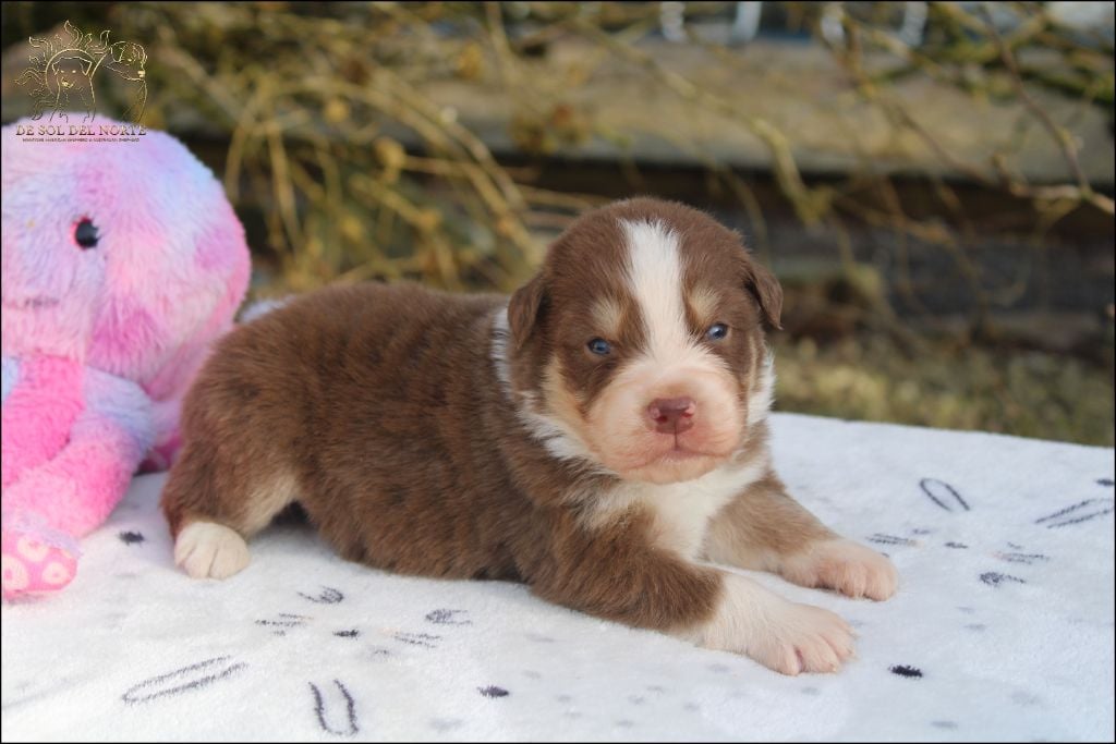 De Sol Del Norte - Chiots disponibles - Berger Australien