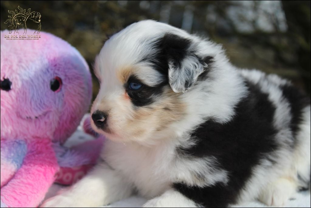 Chiot Berger Australien De Sol Del Norte