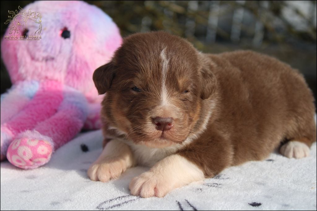 Chiot Berger Australien De Sol Del Norte