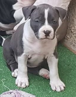 Nodiral Notorius - Chiots disponibles - American Staffordshire Terrier