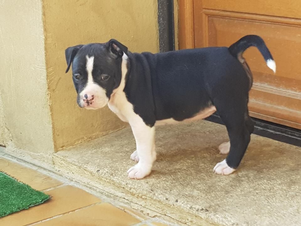 Nodiral Notorius - Chiots disponibles - American Staffordshire Terrier