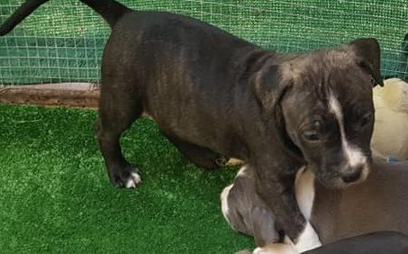 Nodiral Notorius - Chiots disponibles - American Staffordshire Terrier