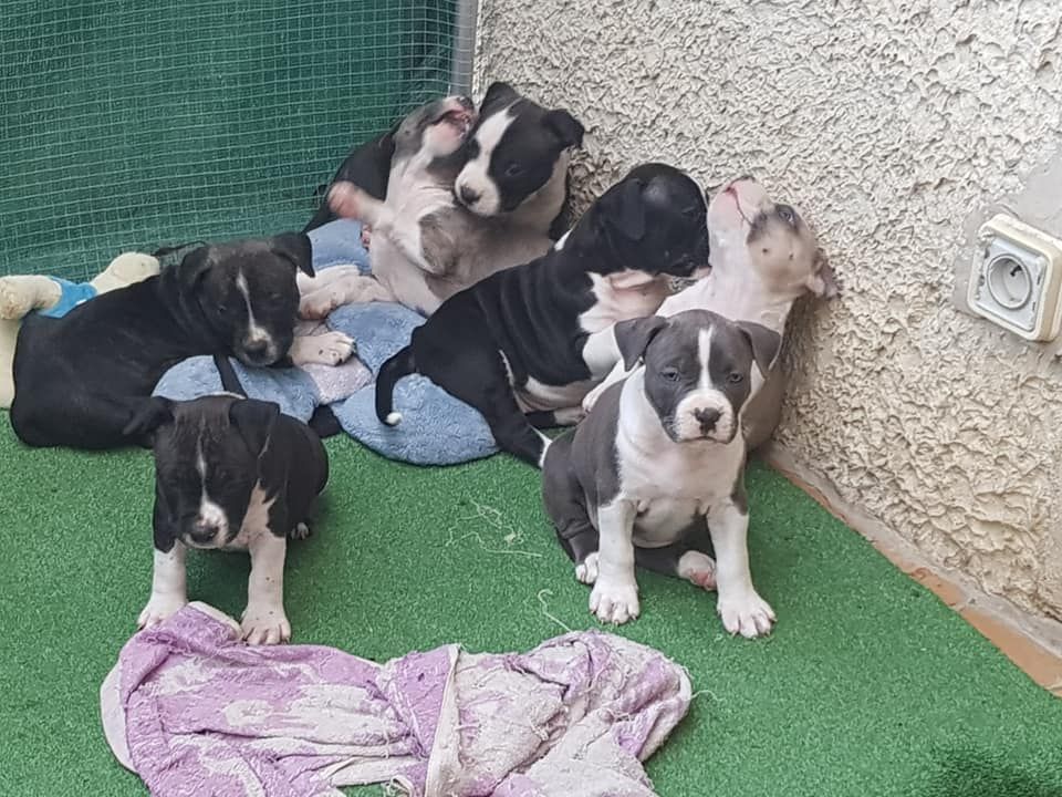 Nodiral Notorius - American Staffordshire Terrier - Portée née le 08/08/2018