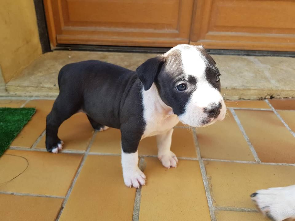 Nodiral Notorius - Chiots disponibles - American Staffordshire Terrier