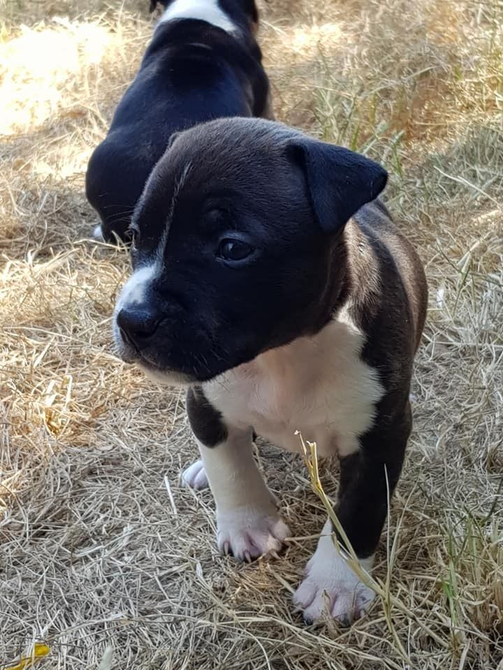 Nodiral Notorius - Chiots disponibles - American Staffordshire Terrier