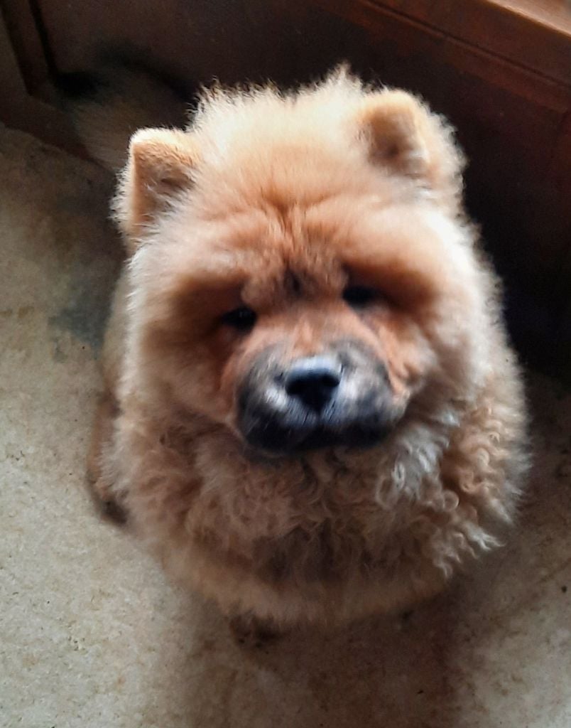 des Bambous de Shunan - Chiots disponibles - Chow Chow