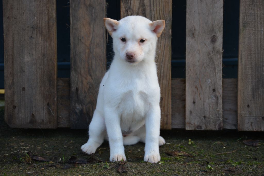 Des Brumes de Brocéliande - Chiots disponibles - Hokkaïdo