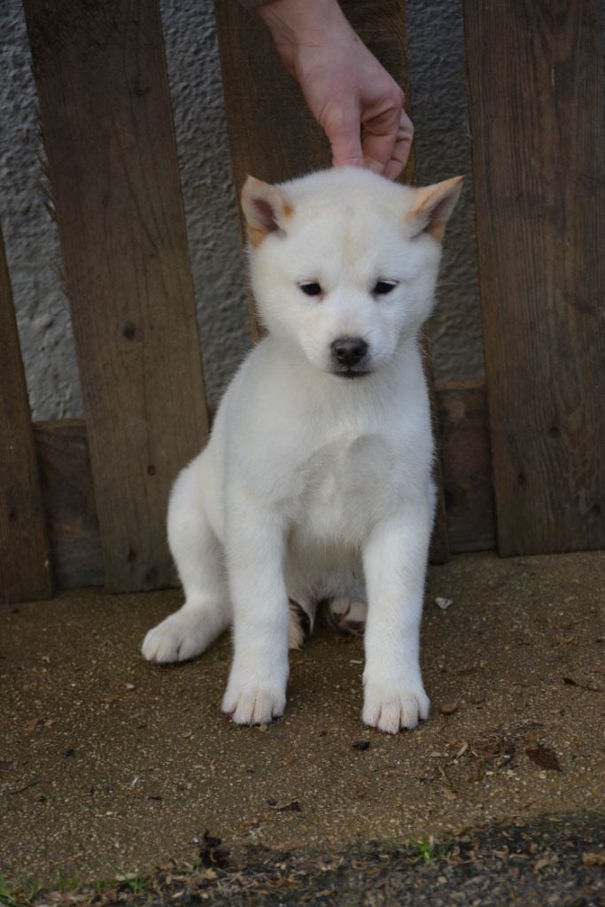 Des Brumes de Brocéliande - Chiots disponibles - Hokkaïdo