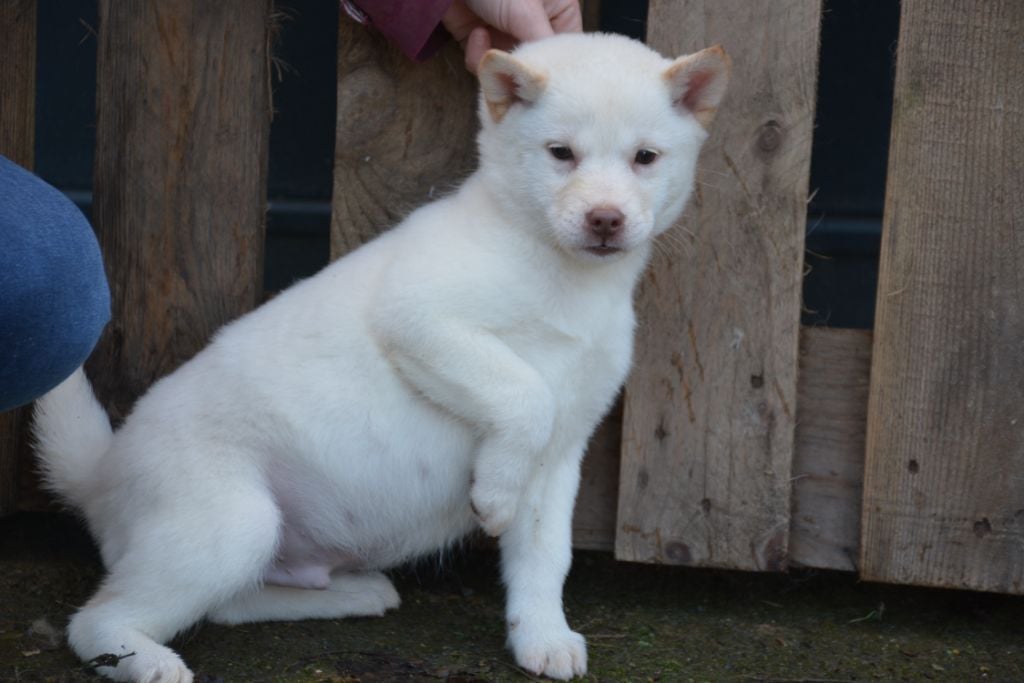 Des Brumes de Brocéliande - Chiots disponibles - Hokkaïdo