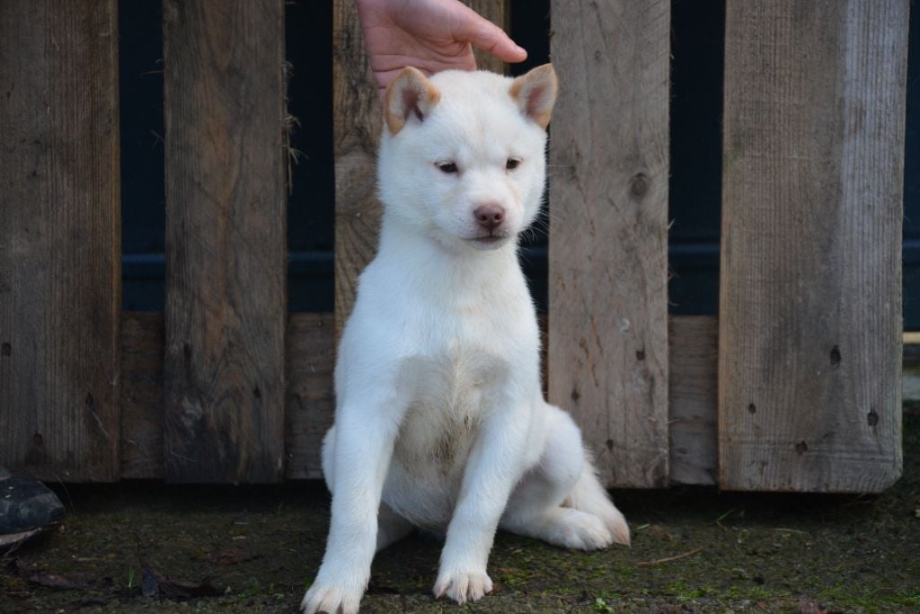 Des Brumes de Brocéliande - Chiots disponibles - Hokkaïdo