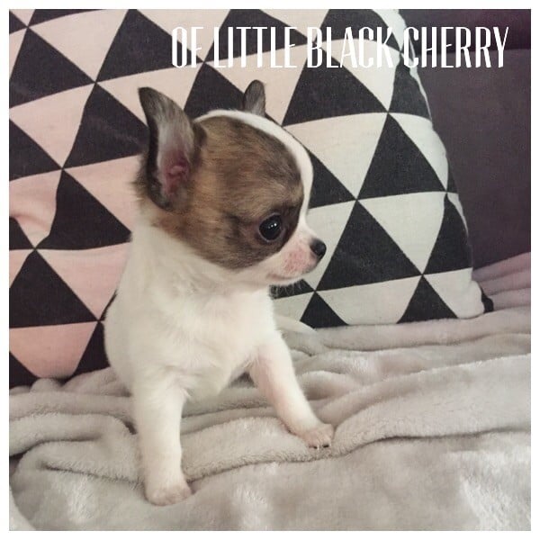 Of Little Black Cherry - Chiots disponibles - Chihuahua