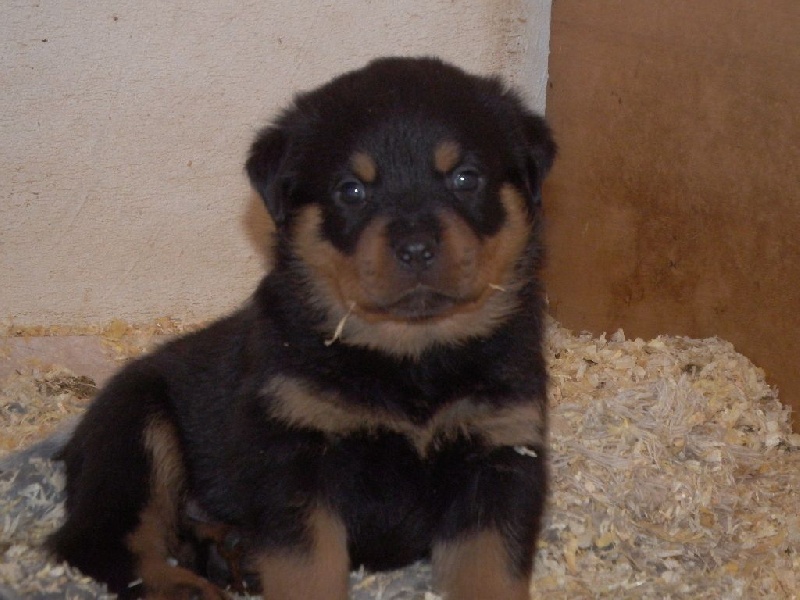 Des Veilleurs Du Ventoux - Rottweiler - Portée née le 05/04/2016