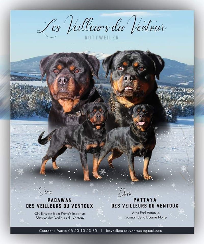 Chiot Rottweiler Des Veilleurs Du Ventoux