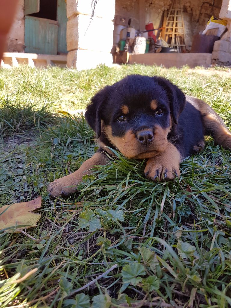 Des Veilleurs Du Ventoux - Rottweiler - Portée née le 15/09/2016