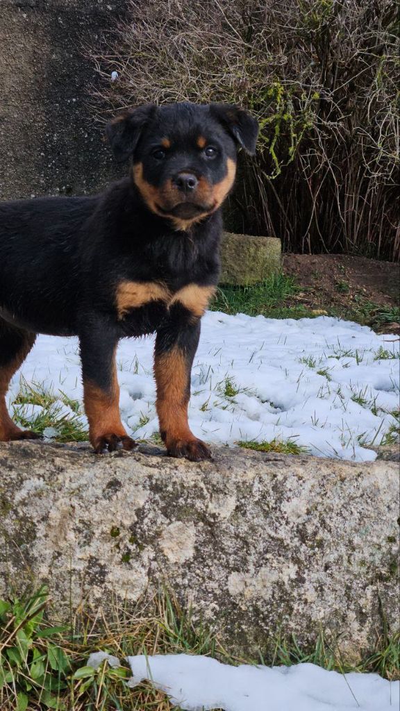 Des Veilleurs Du Ventoux - Chiots disponibles - Rottweiler