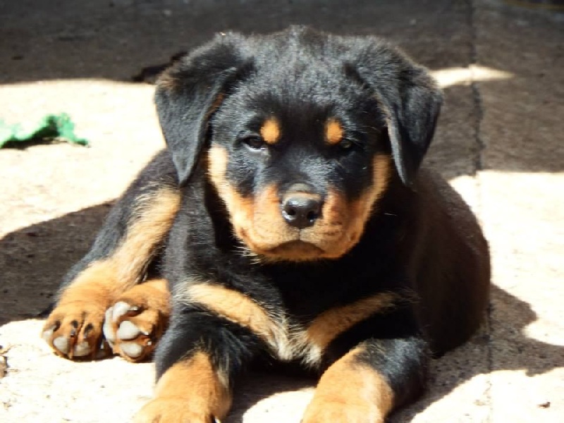 Des Veilleurs Du Ventoux - Rottweiler - Portée née le 25/02/2015