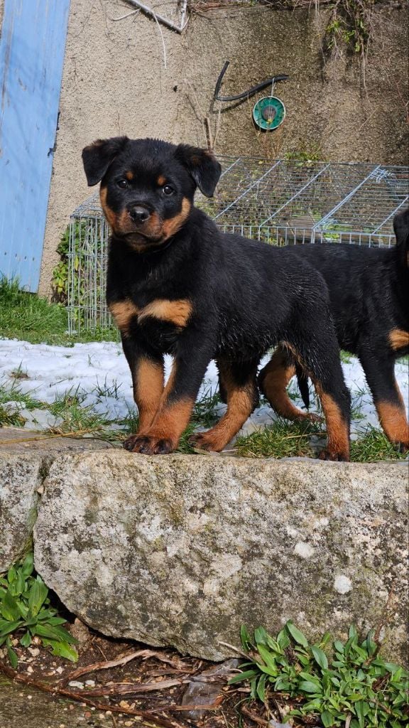 Des Veilleurs Du Ventoux - Chiots disponibles - Rottweiler