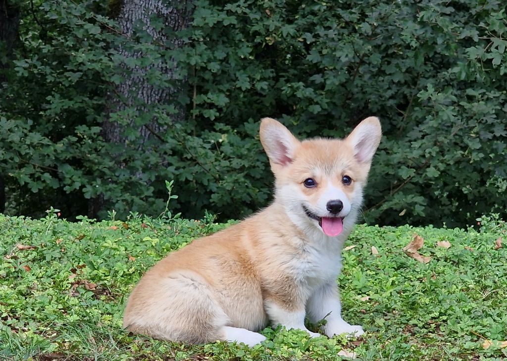 de la vallée de l'empereur - Welsh Corgi Pembroke - Portée née le 22/06/2023