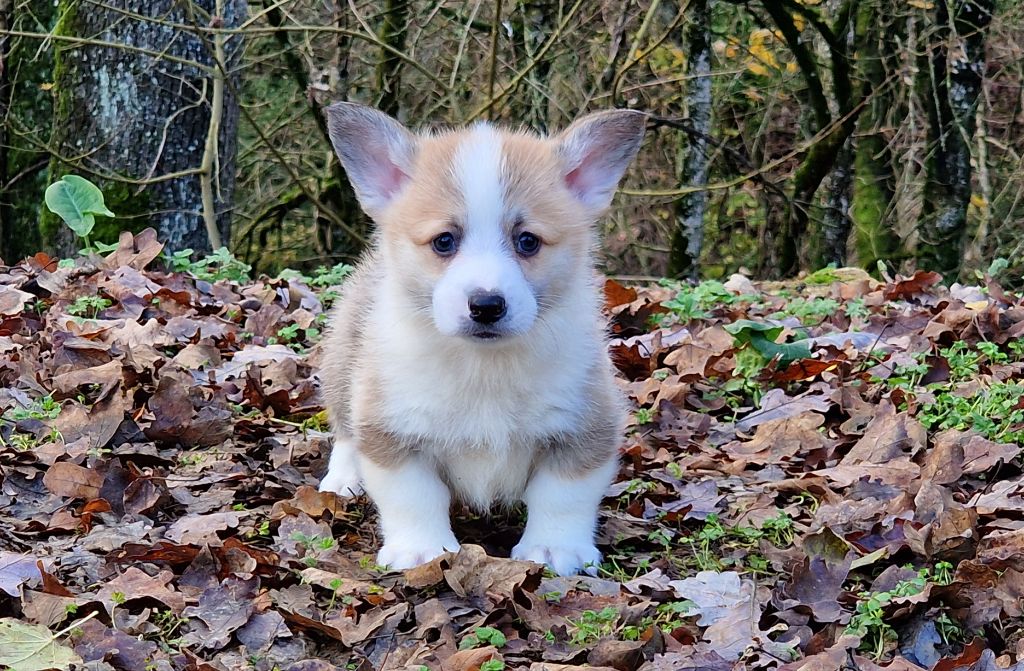 de la vallée de l'empereur - Welsh Corgi Pembroke - Portée née le 31/10/2023