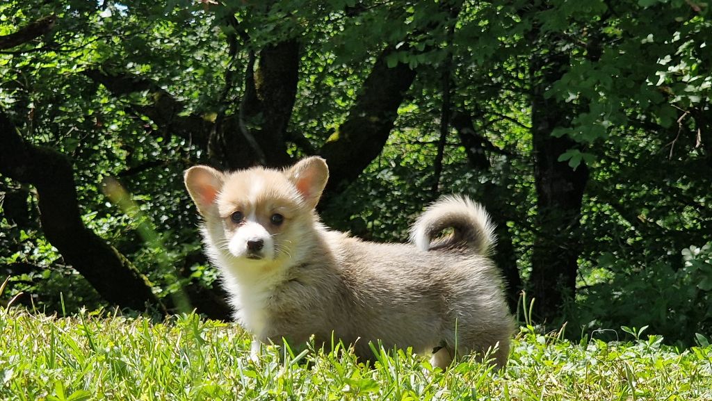 de la vallée de l'empereur - Welsh Corgi Pembroke - Portée née le 16/04/2023