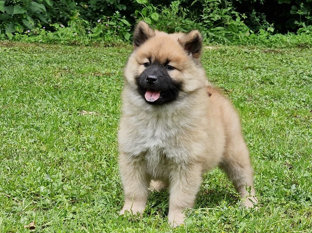 de la vallée de l'empereur - Eurasier - Portée née le 02/04/2024